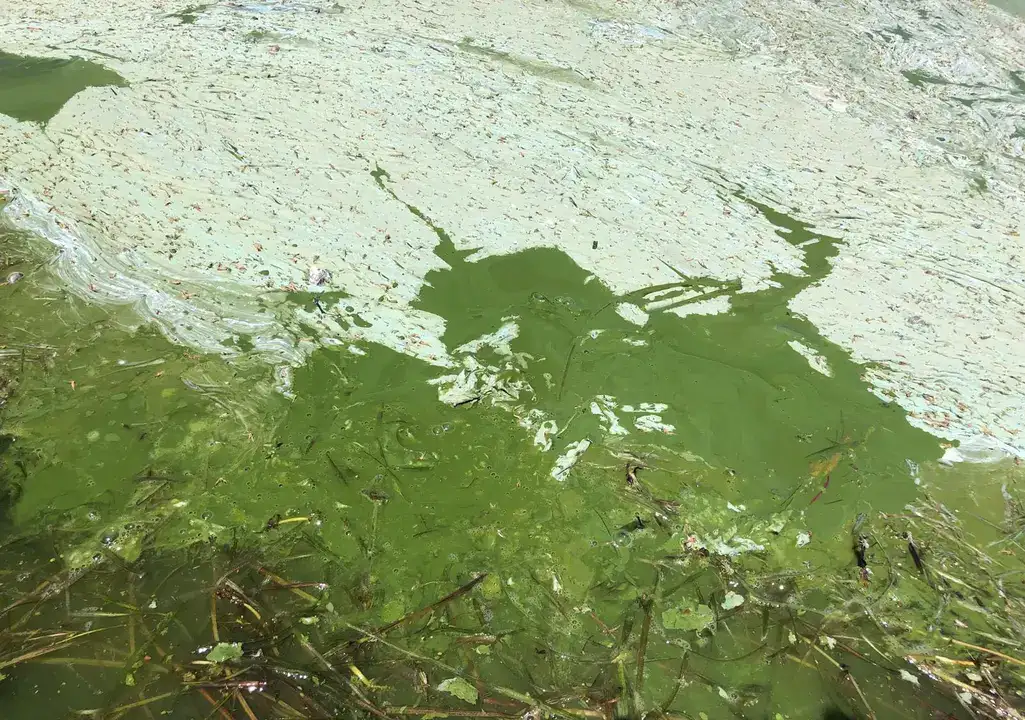 Eğirdir Gölü’nde Bulanıklaşma Riski 7